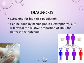DIAGNOSIS
• Screening for high risk population
• Can be done by haemoglobin electrophoresis. It
will reveal the relative proportion of HbF, the
better is the outcome
 