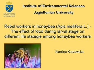Rebel workers in honeybee (Apis mellifera L.) -
The effect of food during larval stage on
different life stategie among honeybee workers
Karolina Kuszewska
Institute of Environmental Sciences
Jagiellonian University
 