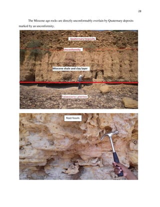 28
The Miocene age rocks are directly unconformably overlain by Quaternary deposits
marked by an unconformity.
Root fossils
 