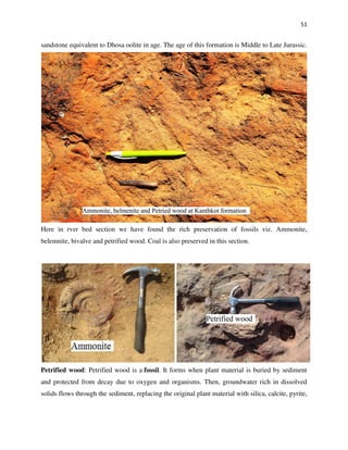51
sandstone equivalent to Dhosa oolite in age. The age of this formation is Middle to Late Jurassic.
Here in rver bed section we have found the rich preservation of fossils viz. Ammonite,
belemnite, bivalve and petrified wood. Coal is also preserved in this section.
Petrified wood: Petrified wood is a fossil. It forms when plant material is buried by sediment
and protected from decay due to oxygen and organisms. Then, groundwater rich in dissolved
solids flows through the sediment, replacing the original plant material with silica, calcite, pyrite,
 
