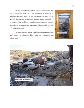 57
Geologists said that these trees remains similar to the tree
fossils associated with the Lathi formation ( Jurassic) of
Rajasthan Jaisalmer area . In that fossil park the fossil tree is
petrified wood which is associated with the Khadir formation. It
is comprised the sandstone- shale-limestone sequences which is
belonging to the Jurassic age (Aalenian- Bathonian) i.e. 187-
176 million years old.
The fossil logs are at least 8-10 m long and about one and
half meters in diameter. They need the protection and
preservation.
 