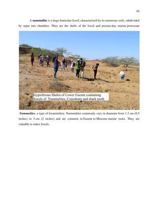 62
A nummulite is a large lenticular fossil, characterized by its numerous coils, subdivided
by septa into chambers. They are the shells of the fossil and present-day marine protozoan
Nummulites, a type of foraminifera. Nummulites commonly vary in diameter from 1.3 cm (0.5
inches) to 5 cm (2 inches) and are common in Eocene to Miocene marine rocks. They are
valuable as index fossils.
 