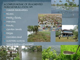 A Complex Mosaic of Fragmented
Agricultural
 Coastal backwaters
 Rivers
 Paddy fields,
 Marshes
 Ponds,
 Garden land...