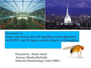 Presentation on
Heart- and muscle-derived signaling system dependent
on MED13 and Wingless controls obesity in Drosophila
Presented by : Kutub Ashraf
Erasmus Mundus BioHealth
Molecular Biotechnology Center (MBC)
 
