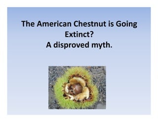 The American Chestnut is Going
Extinct?
A disproved myth.
 