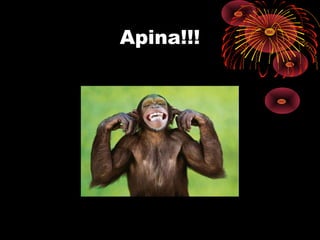 Apina!!!
 
