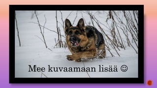 Mee kuvaamaan lisää 
 