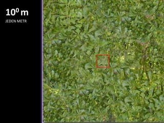 Matematický předkrmÚPRAVY VÝRAZŮ, EXPONENTY, TROJČLENKA