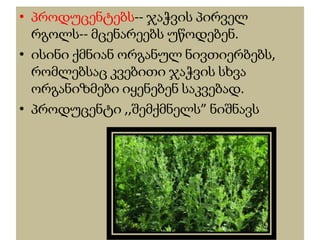 • პროდუცენტებს-- ჯაჭვის პირველ
რგოლს-- მცენარეებს უწოდებენ.
• ისინი ქმნიან ორგანულ ნივთიერბებს,
რომლებსაც კვებითი ჯაჭვის სხვა
ორგანიზმები იყენებენ საკვებად.
• პროდუცენტი ,,შემქმნელს” ნიშნავს
 