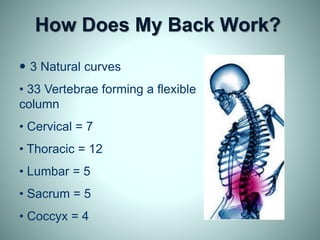 How Does My Back Work?
• 3 Natural curves
• 33 Vertebrae forming a flexible
column
• Cervical = 7
• Thoracic = 12
• Lumbar = 5
• Sacrum = 5
• Coccyx = 4
 