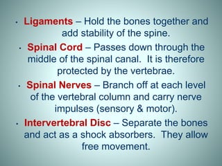 • Ligaments – Hold the bones together and
add stability of the spine.
• Spinal Cord – Passes down through the
middle of the spinal canal. It is therefore
protected by the vertebrae.
• Spinal Nerves – Branch off at each level
of the vertebral column and carry nerve
impulses (sensory & motor).
• Intervertebral Disc – Separate the bones
and act as a shock absorbers. They allow
free movement.
 