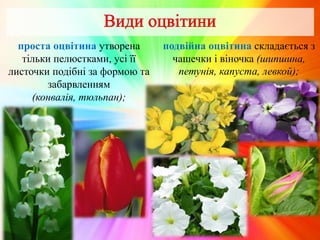 проста оцвітина утворена
тільки пелюстками, усі її
листочки подібні за формою та
забарвленням
(конвалія, тюльпан);
подвійна оцвітина складається з
чашечки і віночка (шипшина,
петунія, капуста, левкой);
 