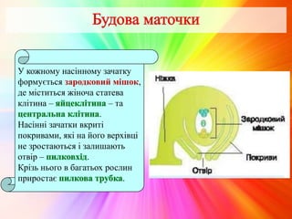 У кожному насінному зачатку
формується зародковий мішок,
де міститься жіноча статева
клітина – – та
.
Насінні зачатки вкриті
покривами, які на його верхівці
не зростаються і залишають
отвір – .
Крізь нього в багатьох рослин
приростає .
 