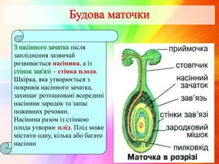 після
запліднення зазвичай
розвивається насінина, а
– стінка плода.
Шкірка, яка утворюється з
покривів насінного зачатка,
захищає розташовані всередині
насінини зародок та запас
поживних речовин.
Насінина разом із стінкою
плода утворює плід. Плід може
містити одну, кілька або багато
насінин
 