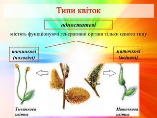 одностатеві
містять функціонуючі генеративні органи тільки одного типу
тичинкові
(чоловічі)
маточкові
(жіночі)
 