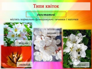 двостатеві
містять нормально функціонуючі тичинки і маточки
грушатюльпан
вишня
яблуня
 