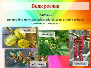 обліпиха
дводомні
тичинкові та маточкові квітки містяться на різних особинах
(чоловічих і жіночих)
верба
коноплі
тополя
 