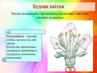 Квітка складається з квітконіжки, квітколожа, оцвітини,
тичинок та маточок.
Квітконіжка – частина
стебла, що несе на собі
квітку.
Квітки без квітконіжок
називають (у
кукурудзи, соняшнику,
конюшини)
 