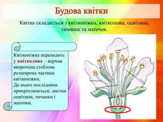 Квітка складається з квітконіжки, квітколожа, оцвітини,
тичинок та маточок.
Квітконіжка переходить
у квітколоже – верхня
вкорочена стеблова
розширена частина
квітконіжки.
До нього послідовно
прикріплюються: листки
оцвітини, тичинки і
маточки.
 