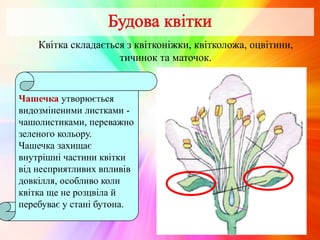 Квітка складається з квітконіжки, квітколожа, оцвітини,
тичинок та маточок.
Чашечка утворюється
видозміненими листками -
чашолистиками, переважно
зеленого кольору.
Чашечка захищає
внутрішні частини квітки
від несприятливих впливів
довкілля, особливо коли
квітка ще не розцвіла й
перебуває у стані бутона.
 