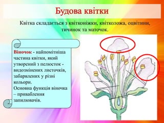 Квітка складається з квітконіжки, квітколожа, оцвітини,
тичинок та маточок.
Віночок - найпомітніша
частина квітки, який
утворений з пелюсток -
видозмінених листочків,
забарвлених у різні
кольори.
Основна функція віночка
– приваблення
запилювачів.
 