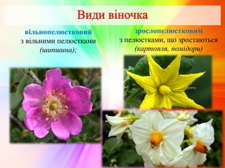 вільнопелюстковий
з вільними пелюстками
(шипшина);
зрослопелюстковим
з пелюстками, що зростаються
(картопля, помідори)
 
