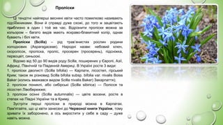 Квіти — яскраві барви весни | PPT