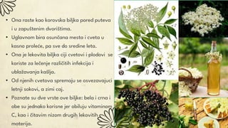• Ona raste kao korovska biljka pored puteva
i u zapuštenim dvorištima.
• Uglavnom bira osunčana mesta i cveta u
kasno proleće, pa sve do sredine leta.
• Ona je lekovita biljka ciji cvetovi i plodovi se
koriste za lečenje različitih infekcija i
ublažavanja kašlja.
• Od njenih cvetova spremaju se osvezavajuci
letnji sokovi, a zimi caj.
• Poznate su dve vrste ove biljke: bela i crna i
obe su jednako korisne jer obiluju vitaminom
C, kao i čitavim nizom drugih lekovitih
materija.
 