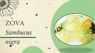 ZOVA
Sambucus
nigra
 