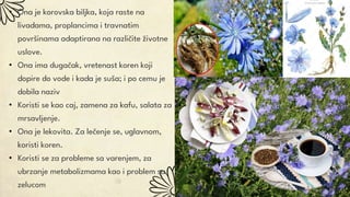 • Ona je korovska biljka, koja raste na
livadama, proplancima i travnatim
površinama adaptirana na različite životne
uslove.
• Ona ima dugačak, vretenast koren koji
dopire do vode i kada je suša; i po cemu je
dobila naziv
• Koristi se kao caj, zamena za kafu, salata za
mrsavljenje.
• Ona je lekovita. Za lečenje se, uglavnom,
koristi koren.
• Koristi se za probleme sa varenjem, za
ubrzanje metabolizmama kao i problem sa
zelucom
 