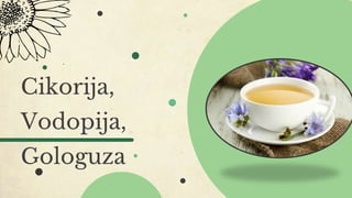 Cikorija,
Vodopija,
Gologuza
 