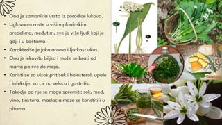• Ona je samonikla vrsta iz porodice lukova.
• Uglavnom raste u višim planinskim
predelima, međutim, sve je više ljudi koji je
gaji i u baštama.
• Karakteriše je jaka aroma i ljutkast ukus.
• Ona je lekovitu biljka i može se brati od
marta pa sve do maja.
• Koristi se za visok pritisak i holesterol, upale
i infekcije, za cir na zelucu i gastritis.
• Takodje od nje se mogu spremiti: sok, med,
vino, tinktura, maslac a moze se koristiti i u
pitama
 