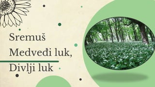 Sremuš
Medveđi luk,
Divlji luk
 