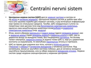 Centralni nervni sistem
• Централни нервни систем (ЦНС) део је нервног система и састоји се
од мозга и кичмене мождине. Централни нервни систем је добио име због
тога што заузима највећи део нервног система, и јер интегрише информације
које прима из спољашње средине. Такође, ЦНС координише и утиче на
покретање свих делова тела код билатерално симетричних животиња,
односно свих вишећелијских животиња осимсунђера и радијално
симетричних животиња (нпр. медуза).
• Ипак, многи убрајају мрежњачу и видне живце (други мождани живац), као
и мирисне живце (први мождани живац) и мирисни епител у ЦНС, јер се
директно везују за мождано ткиво, без посредника ганглиона. На основу
таквог сматрања, мирисни епител је једино ткиво ЦНС-а, које је у директном
контакту са окружењем, те омогућава терапеутска лечења и третмане.
• ЦНС се пружа дуж уздужне осе тела, налази у телесној дупљи,
самозгом у лобањи и кичменом мождином у кичменој шупљини. Код
кичмењака, мозак је заштићен костима лобање, док је кичмена мождина
заштићена пршљеновима, али су обоје окружени можданим опнама. Нервни
систем граде неурони сконцентрисани у нервним центрима
 
