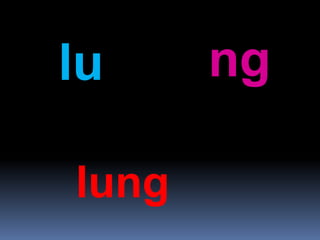 lu ng
lung
 