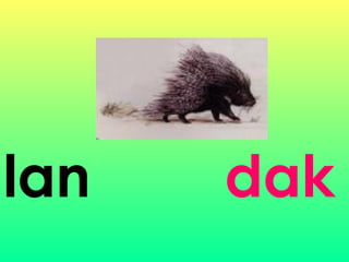 lan dak
 