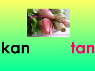 kan tan
 