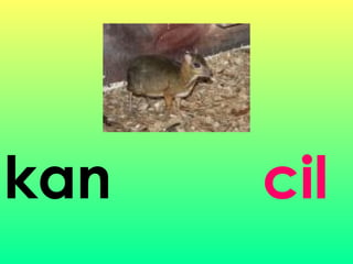 kan cil
 