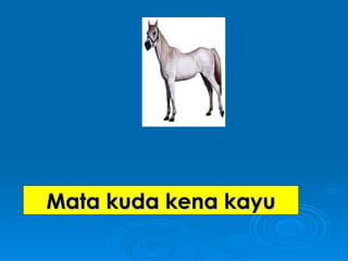 Mata kuda kena kayu 