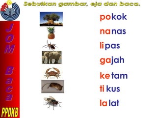 pokok
nanas
lipas
gajah
ketam
ti kus
lalat
 