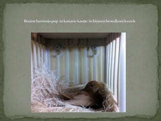 Kweekverslag barmsijs