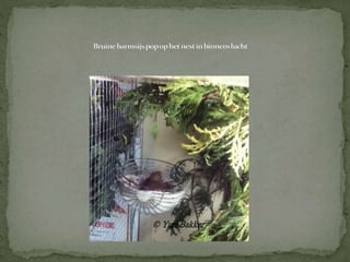 Kweekverslag barmsijs