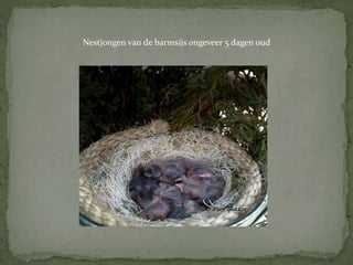 Nestjongen van de barmsijs ongeveer 5 dagen oud
 