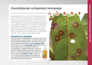 GYÜMÖLCS—szőlőBogyósok,Csonthéjasok,Almástermésűek
11
Leggyakrabban a cseresznyén és az őszibarackon fordul
elő. Az áprilisi sok csapadék kedvez a betegségnek. A le-
veleken piros foltok jelennek meg, a foltoknál a levél szö-
vete elhal és kihullik. A foltok egy idő után a gyümölcsö-
kön is megjelennek, az ágakon besüppedt foltok alakulnak
ki, közepükön mézgacseppel. Az őszibarack megfertőző-
dése különösen veszélyes, mivel annál a farész is erősen
károsodhat. A fiatal hajtásokon sötétbarna színű, piros
udvarú foltok jelennek meg, a közepükön mézgacseppel.
Amikor a foltok körülérik a hajtást, akkor a fertőzés felett
lévő rész elhal. A beteg vesszők foltjain telel át.
Megelőzés és védekezés
A gomba alacsony hőmérsékleten szaporodik, ezért a nyu-
galmi állapotban, rügyfakadáskor és virágzás előtt elvég-
zett lemosópermetezések kiváló védelmet nyúj­­tanak el-
lene. Az első lemosó kezelést végezzük Copper Field®
(25-90 ml/10 l víz) vagy Champion®
WG (20-30 g/10 l víz)
növényvédő szerrel, a rügypikkelyek felnyílá-
si szakaszában. A második lemosást a növény fe-
hér-pirosbimbós fejlődési szakaszában végezzük.
Ebben az időszakban ügyeljünk a perzselés veszé-
lyére: válasszuk a Cuproxat®
FW-t (40-50 ml/
10 l víz) mely egy biztonsággal alkalmazható re-
zes készítmény. Rézérzékeny fenológiai stádium-
ban 0,2-0,25%-ban alkalmazható.
Csonthéjasok sztigminás betegsége
 