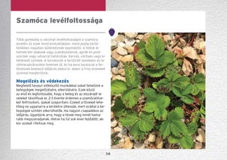 14
Szamóca levélfoltossága
Több gombafaj is okozhat levélfoltosságot a szamóca
levelén, és ezek mind kinézetükben, mind pedig kárté­
telükben nagyban különböznek egymástól. A foltok le­-
het­nek kör alakúak vagy szabálytalanok, aprók és pont-
szerűek vagy udvarral határoltak, barnás, vöröses vagy ki-
fehéredő színűek. A kórokozók a fertőzött leveleken és le-
vélmaradványokon telelnek át, és ha kora tavasszal a fer-
tőzésnek kedvező időjárás alakul ki, akkor a friss leveleket
azonnal megfertőzik.
Megelőzés és védekezés
Megfelelő tavaszi előkészítő munkákkal sokat tehetünk a
betegségek megelőzésére, elkerülésére. Ezek közül
az első és legfontosabb, hogy a beteg és az elszáradt le-
veleket távolítsuk el. 2-3 évente érdemes a szamócatöve-
ket felfrissíteni, újakat szaporítani. Ezeket a töveket lehe-
tőleg ne ugyanarra a területre ültessük, mert ezáltal a be-
tegségek szintén elkerülhetők. Ha nagyon csapadékos az
időjárás, ügyeljünk arra, hogy a tövek meg minél hama-
rabb megszáradjanak, illetve ha túl sok level fejlődött, ak-
kor azokat ritkítsuk meg.
 