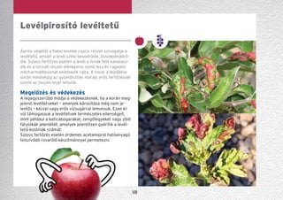 18
Április végétől a fiatal levelek csúcsi részét szívogatja a
levéltetű, emiatt a levél széle besodródik, összepöndörö-
dik. Súlyos fertőzés esetén a levél a fonák felé kanalaso-
dik és a torzult részen élénkpiros színű lesz és ragadós
mézharmatbevonat keletkezik rajta. A rovar a fejlődése
során mindvégig az gyümölcsfán marad, erős fertőzésnél
szinte az összes levél lehullik.
Megelőzés és védekezés
A legegyszerűbb módja a védekezésnek, ha a korán meg-
jelenő levéltetveket – amelyek károsítása még nem je-
lentős – kézzel vagy erős vízsugárral lemossuk. Ezen kí-
vül támogassuk a levéltetvek természetes ellenségeit,
mint például a katicabogarakat, zengőlegyeket vagy zöld
fátyolkák jelenlétét, amelyek jelentősen gyérítik a levél-
tetű-kolóniák számát.
Súlyos fertőzés esetén érdemes acetamiprid hatóanyagú
felszívódó rovarölő készítménnyel permetezni.
Levélpirosító levéltetű
 