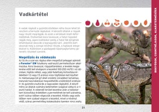 GYÜMÖLCS—szőlőBogyósok,Csonthéjasok,Almástermésűek
21
A vadak rágását a gyümölcsösökben néha össze lehet té-
veszteni a hernyók rágásával. A károsító állatok a rügyek
nagy részét megrágják, és azok a sérülések miatt defor­-
má­lódnak. Elsősorban kora tavasszal, a fiatal rügyeket
rágják meg, agancsváltáskor pedig a fiatal fák kérgének
lehántásával okozzák a legnagyobb kárt. Jelentős kárt
okoznak még a zsenge növényi részek, a hajtások lele­ge­
lésével is. Különösen a gazdagabb tápanyagtartalmú ge-
neratív részeket szeretik.
Megelőzés és védekezés
Az őz és a szarvas rágása ellen megelőző jelleggel ajánlott
a Forester®
EW folyékony vadriasztó permetezőszer alkal-
mazása. Kora tavasszal, rügypattanáskor, a levelek megje-
lenése előtt kell elvégezni a kezelést 100-200 ml/10 l víz dó-
zisban, hígítás nélkül, vagy jobb fedettség biztosítása ér-
dekében 1:3 vagy 1:5 arányú vizes hígításban kell kijuttat-
ni. Hatóanyaga 64 g/l állati eredetű zsiradékot tartalmaz,
melynek használatával megvédhetők a különböző erdésze-
ti- és gyümölcs kultúrák a nagyvadak rágásától. A készít-
mény az állatok számára kellemetlen szagával váltja ki a ri-
asztó hatást. A védendő terület kezelése után a hatástar-
tam biztosítása érdekében a permetlének be kell száradnia,
ezért száraz időben végezzük a kezelést. Ködös vagy esős
időben nem szabad végezni a kezelést, mivel a növényt
védő, száraz permetréteg kialakulására ilyenkor nincs esély.
Vadkártétel
 