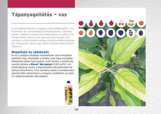 24
Tápanyagellátás – vas
A vas nélkülözhetetlen a légzés, a klorofillképződés, a fo-
toszintézis és a fehérjeképzés folyamataiban. Vashiány
esetén csökken a növény klorofilltartalma, és gátolt a fe-
hérjeszintézis. Mivel a vas nehezen tud mozogni a nö-
vényben, a hiánytünete mindig a fiatal leveleken jelentke-
zik, világoszöld, sárga vagy súlyos esetben fehér elszíne-
ződéssel.
Megelőzés és védekezés
A vas a talajban általában felvehetetlen sók formájában
található meg, amelyeket a növény csak nagy energia­be­
fektetéssel képes hasznosítani. Ezért fontos a lombon ke-
resztüli pótlása a Wuxal®
Microplant (5-20 ml/10 l víz)
lombtrágyával, amely a legfontosabb mikroelemeket tar-
talmazó készítmény. Erős vashiány esetén a lombkezelést
ajánlott több alkalommal is elvégezni, különösen az inten-
zív hajtásnövekedés időszakában.
 
