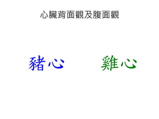 心臟背面觀及腹面觀
豬心 雞心
 