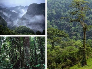 Most diverse and humid among all biomes!
Most diverse and humid among all biomes!
Wet the whole year round
Wet the whole year round
 20°C to 25°C, must remain warm and frost-free

2,000 to 10,000 millimeters of rain per year
2,000 to 10,000 millimeters of rain per year

Between the Tropic of Cancer and the Tropic of
Between the Tropic of Cancer and the Tropic of
Capricorn
Capricorn

known for its dense canopies of vegetation that
known for its dense canopies of vegetation that
form different layers
form different layers
TROPICAL RAINFOREST
 